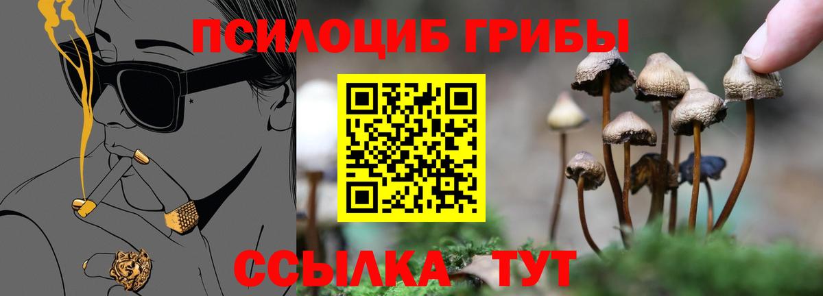 Псилоцибиновые грибы Psilocybine cubensis Архангельск